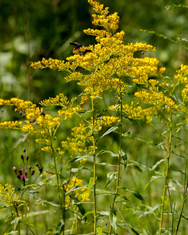 solidago_odora_2